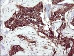 RASSF8 Antibody in Immunohistochemistry (Paraffin) (IHC (P))