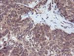 RASSF8 Antibody in Immunohistochemistry (Paraffin) (IHC (P))