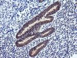 RASSF8 Antibody in Immunohistochemistry (Paraffin) (IHC (P))