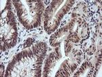 RASSF8 Antibody in Immunohistochemistry (Paraffin) (IHC (P))