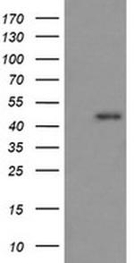 RASSF8 Antibody in Western Blot (WB)