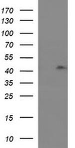 RASSF8 Antibody in Western Blot (WB)