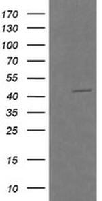 RASSF8 Antibody in Western Blot (WB)