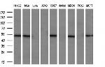 RASSF8 Antibody in Western Blot (WB)