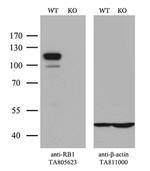 RB1 Antibody in Western Blot (WB)