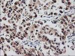 RBBP7 Antibody in Immunohistochemistry (Paraffin) (IHC (P))