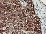 RBBP7 Antibody in Immunohistochemistry (Paraffin) (IHC (P))