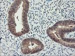 RBBP7 Antibody in Immunohistochemistry (Paraffin) (IHC (P))