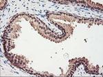 RBBP7 Antibody in Immunohistochemistry (Paraffin) (IHC (P))