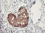 RBBP7 Antibody in Immunohistochemistry (Paraffin) (IHC (P))