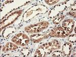 RBBP7 Antibody in Immunohistochemistry (Paraffin) (IHC (P))