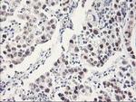 RBBP7 Antibody in Immunohistochemistry (Paraffin) (IHC (P))