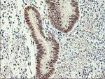 RBBP7 Antibody in Immunohistochemistry (Paraffin) (IHC (P))