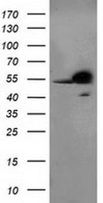 RBBP7 Antibody in Western Blot (WB)
