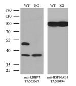 RBBP7 Antibody in Western Blot (WB)