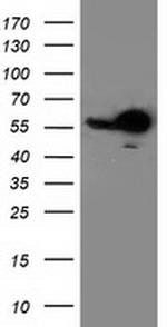 RBBP7 Antibody in Western Blot (WB)