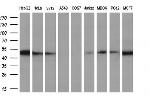 RBBP7 Antibody in Western Blot (WB)