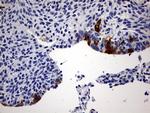 RBFOX1 Antibody in Immunohistochemistry (Paraffin) (IHC (P))