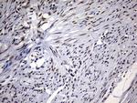 RBFOX1 Antibody in Immunohistochemistry (Paraffin) (IHC (P))