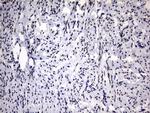 RBFOX1 Antibody in Immunohistochemistry (Paraffin) (IHC (P))