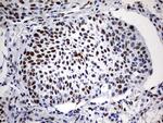 RBFOX1 Antibody in Immunohistochemistry (Paraffin) (IHC (P))