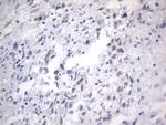 RBFOX1 Antibody in Immunohistochemistry (Paraffin) (IHC (P))