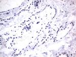 RBFOX1 Antibody in Immunohistochemistry (Paraffin) (IHC (P))