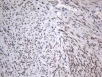 RBFOX1 Antibody in Immunohistochemistry (Paraffin) (IHC (P))