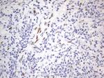 RBFOX1 Antibody in Immunohistochemistry (Paraffin) (IHC (P))