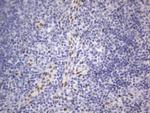 RBFOX1 Antibody in Immunohistochemistry (Paraffin) (IHC (P))