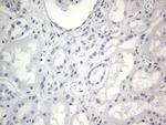 RBFOX1 Antibody in Immunohistochemistry (Paraffin) (IHC (P))