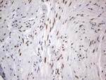 RBFOX1 Antibody in Immunohistochemistry (Paraffin) (IHC (P))