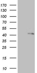 RBFOX1 Antibody in Western Blot (WB)