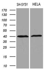 RBFOX3 Antibody in Western Blot (WB)