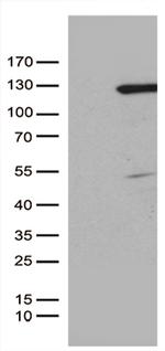 RBL1 Antibody in Western Blot (WB)