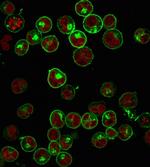 HLA-Pan (MHC II) Antibody in Immunocytochemistry (ICC/IF)