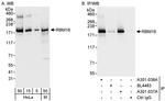 RBM16 Antibody in Western Blot (WB)