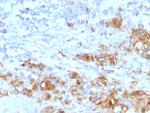 CA19-9/Sialyl Lewisa (GI Tumor Marker) Antibody in Immunohistochemistry (Paraffin) (IHC (P))