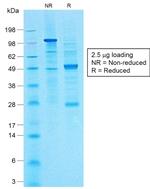 CA19-9/Sialyl Lewisa (GI Tumor Marker) Antibody in SDS-PAGE (SDS-PAGE)