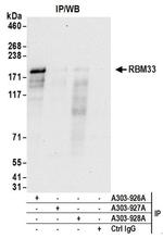 RBM33 Antibody in Western Blot (WB)