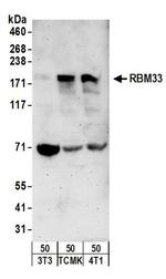 RBM33 Antibody in Western Blot (WB)