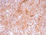 Pan-HLA-II (DP, DQ, DR) Antibody in Immunohistochemistry (Paraffin) (IHC (P))