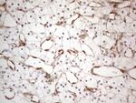 RBMS1 Antibody in Immunohistochemistry (Paraffin) (IHC (P))