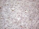 RBMS1 Antibody in Immunohistochemistry (Paraffin) (IHC (P))