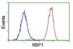 RBP1 Antibody in Flow Cytometry (Flow)