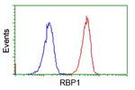 RBP1 Antibody in Flow Cytometry (Flow)