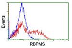 RBPMS Antibody in Flow Cytometry (Flow)