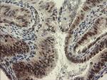 RBPMS Antibody in Immunohistochemistry (Paraffin) (IHC (P))