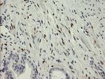 RBPMS Antibody in Immunohistochemistry (Paraffin) (IHC (P))