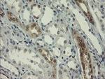 RBPMS Antibody in Immunohistochemistry (Paraffin) (IHC (P))